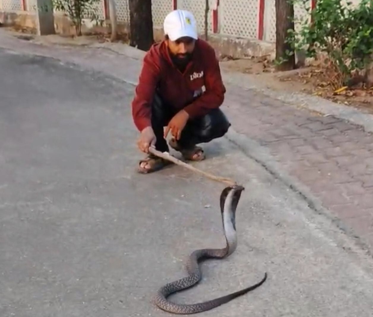 कलेक्टर बंगले में कोबरा