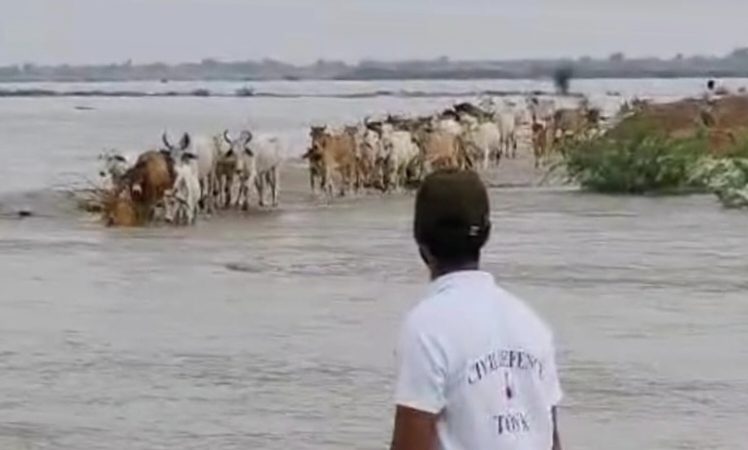 Heavy Rain : बनास के प्रचंड वेग में फंस गई 40 गायें, फिर देवदूत बना आएं गौ रक्षकों ने जान जोखिम में डाल यूं किया रेस्क्यू,
