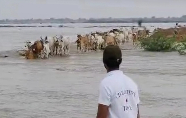 Heavy Rain : बनास के प्रचंड वेग में फंस गई 40 गायें, फिर देवदूत बना आएं गौ रक्षकों ने जान जोखिम में डाल यूं किया रेस्क्यू,