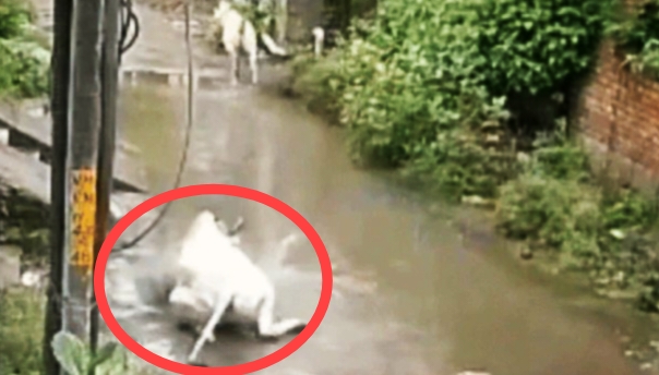 Rajasthan : कुछ ही पल में गाय की हुई ऐसी दर्दनाक मौत, लाइव वीडियो देखकर आंखे हो जाएगी नम