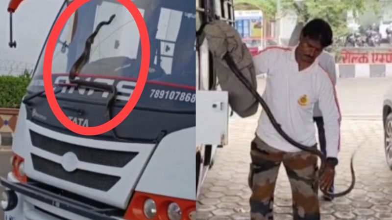 चलती बस में सांप….लोगों की अटक गई सांसे, फिर यूं हुआ घटनाक्रम