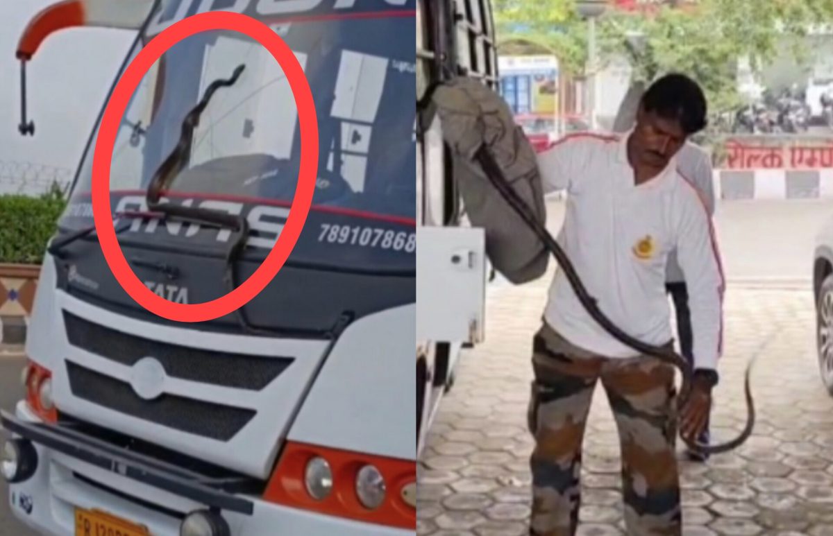 चलती बस में सांप….लोगों की अटक गई सांसे, फिर यूं हुआ घटनाक्रम