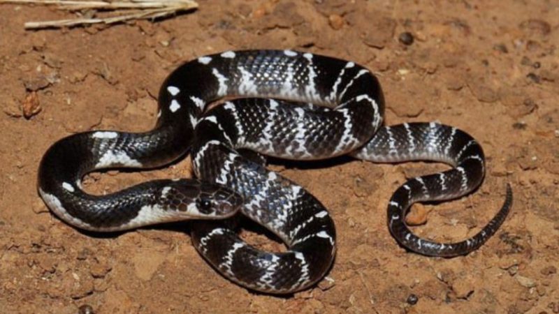 जेल में घुसा ‘साइलेंट किलर’ सांप, फिर मची गई खलबली…