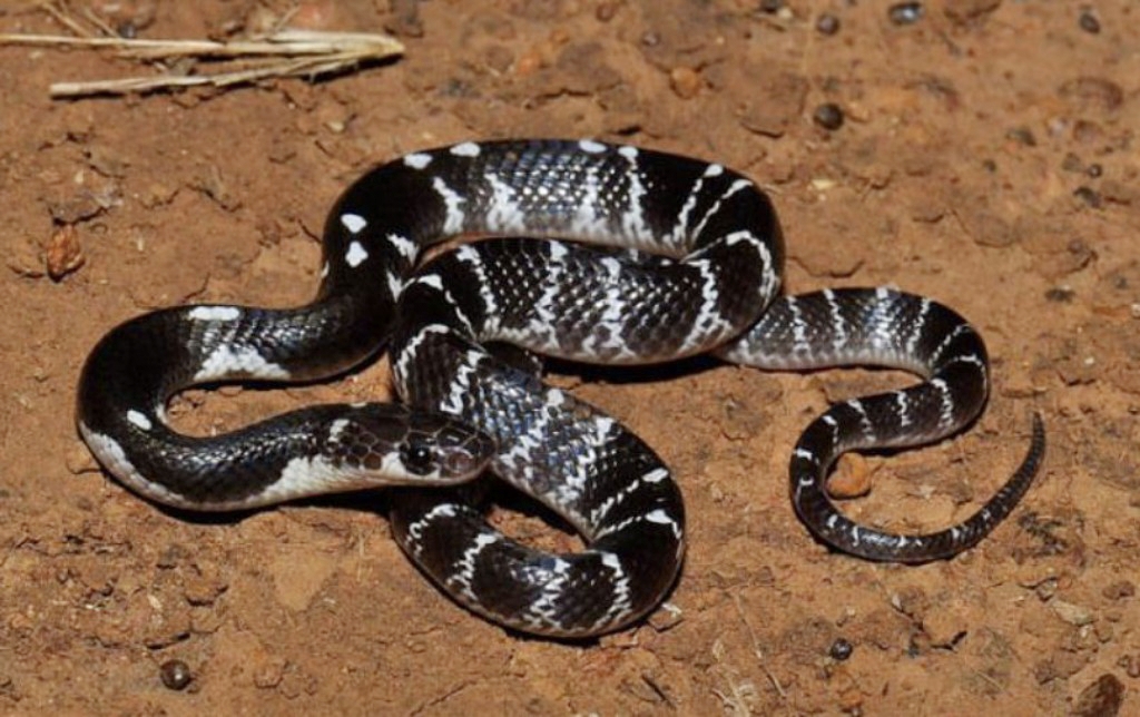 जेल में घुसा ‘साइलेंट किलर’ सांप, फिर मची गई खलबली…