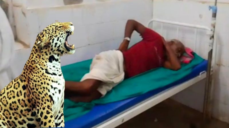 करौली में किसान पर पैंथर का अटैक, 5 मिनट की मुठभेड़ में यूं बची जान