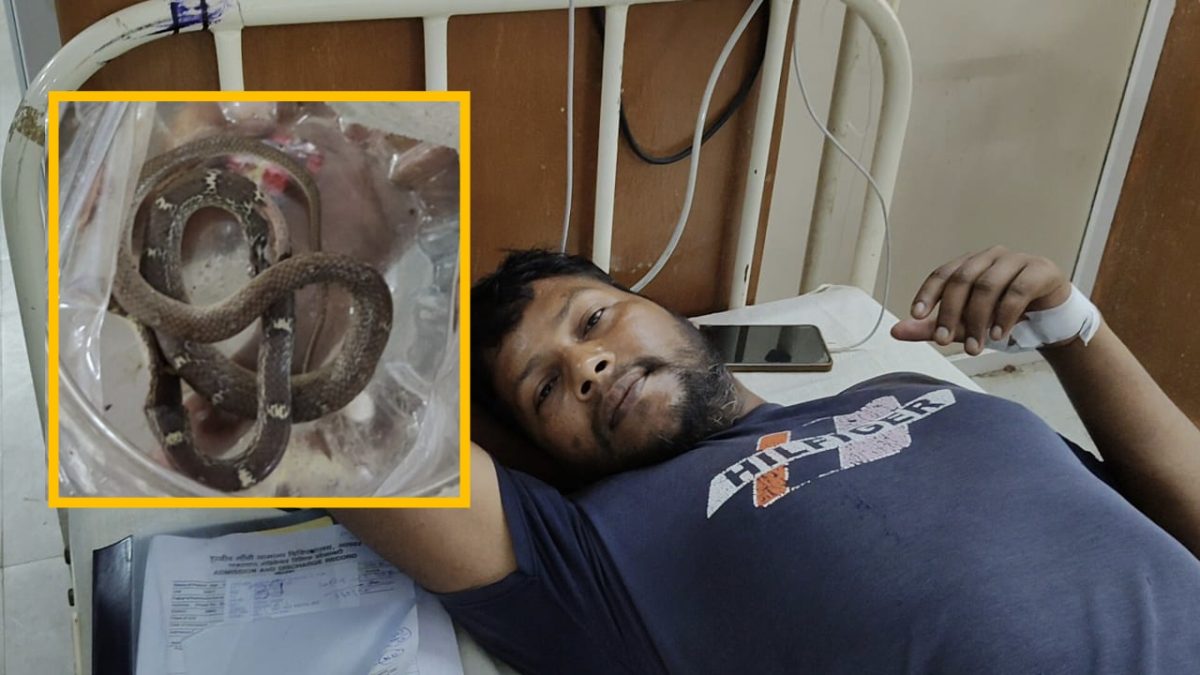 मजदूर को सांप ने काट लिया, फिर सांप को ही अस्पताल लेकर पहुंच गए