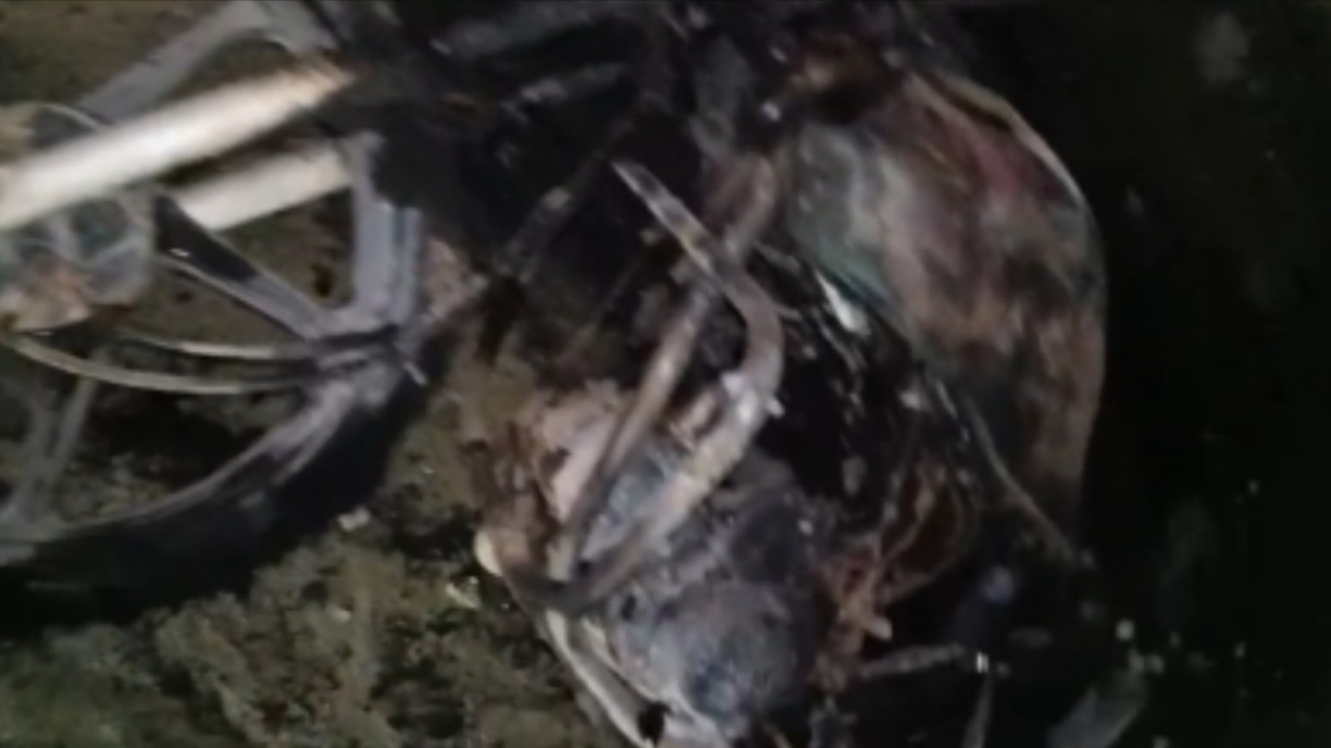 फायरिंग