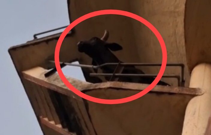 60 फीट ऊंची टंकी पर चढ़ गया सांड! फिर यूं उतारा नीचे