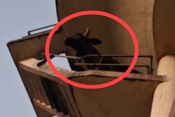 60 फीट ऊंची टंकी पर चढ़ गया सांड! फिर यूं उतारा नीचे
