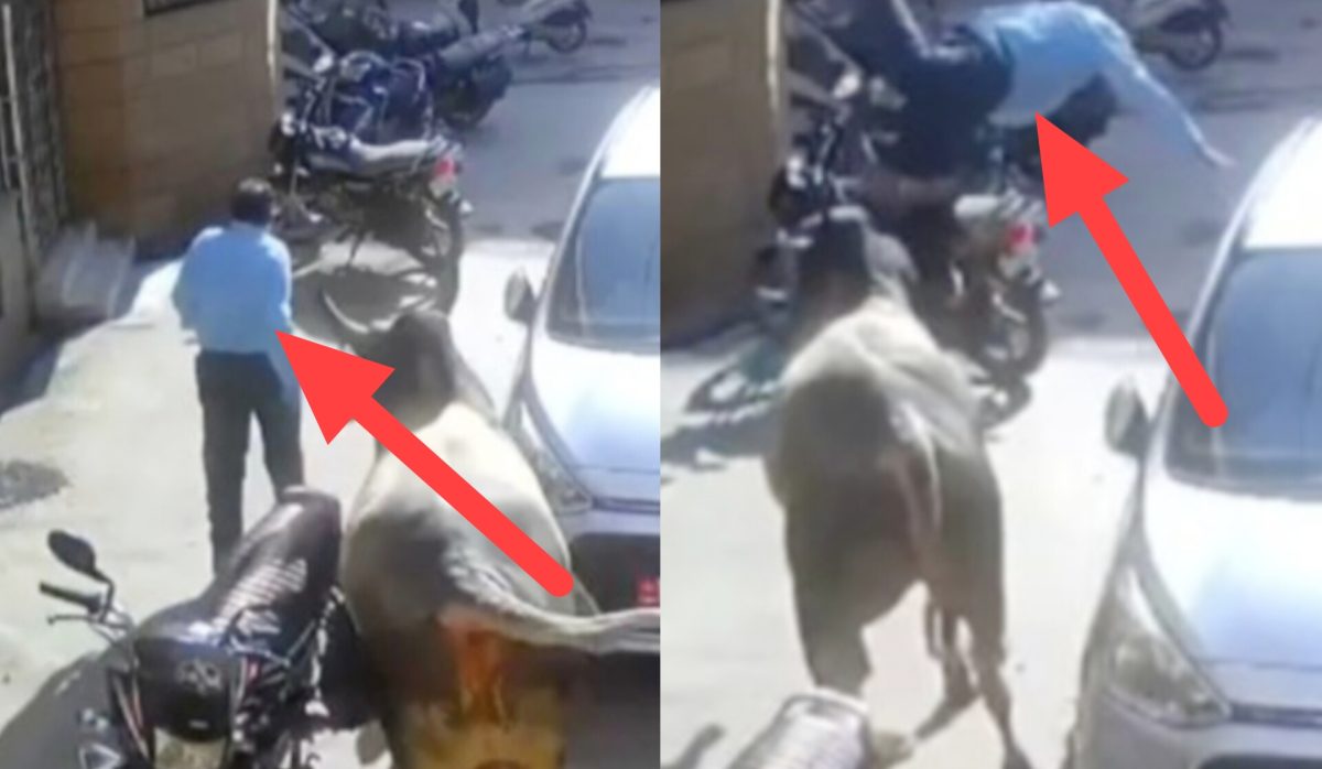 अधेड़ का काल बनकर आया सांड, 5 फीट उछाला फिर ले ली जान