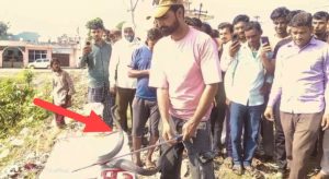 कोबरा सांप