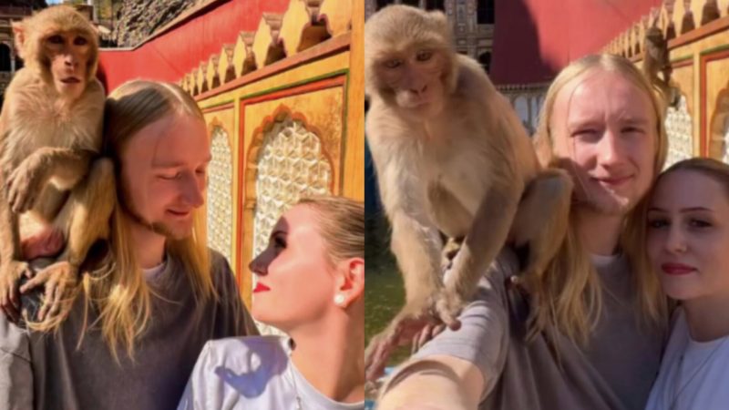 सेल्फी का शौकिन यह शरारती बंदर, विदेशी कपल के साथ दिए कई पोज