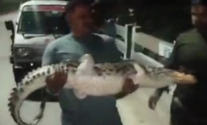 मगरमच्छ को पकड़कर बच्चे की तरह उठाया गोद में, देखिए Video