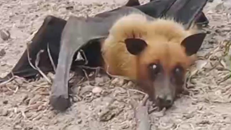 विशालकाय चमगादड़ जिसकी शक्ल लोमडी जैसी! जिसने भी देखा रोंगेट हुए खडे़