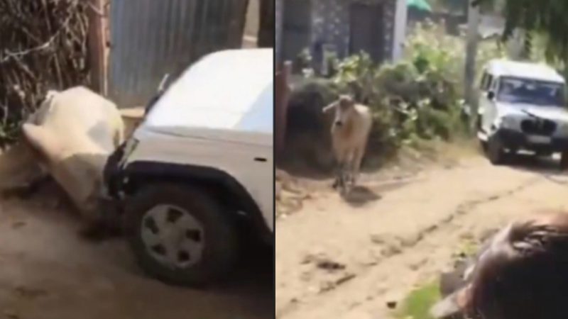 नंदी को दौड़ाया और फिर उसे गाड़ी से कुचल दिया, बोलेरो चालक ने की कू्रता की हदें पार