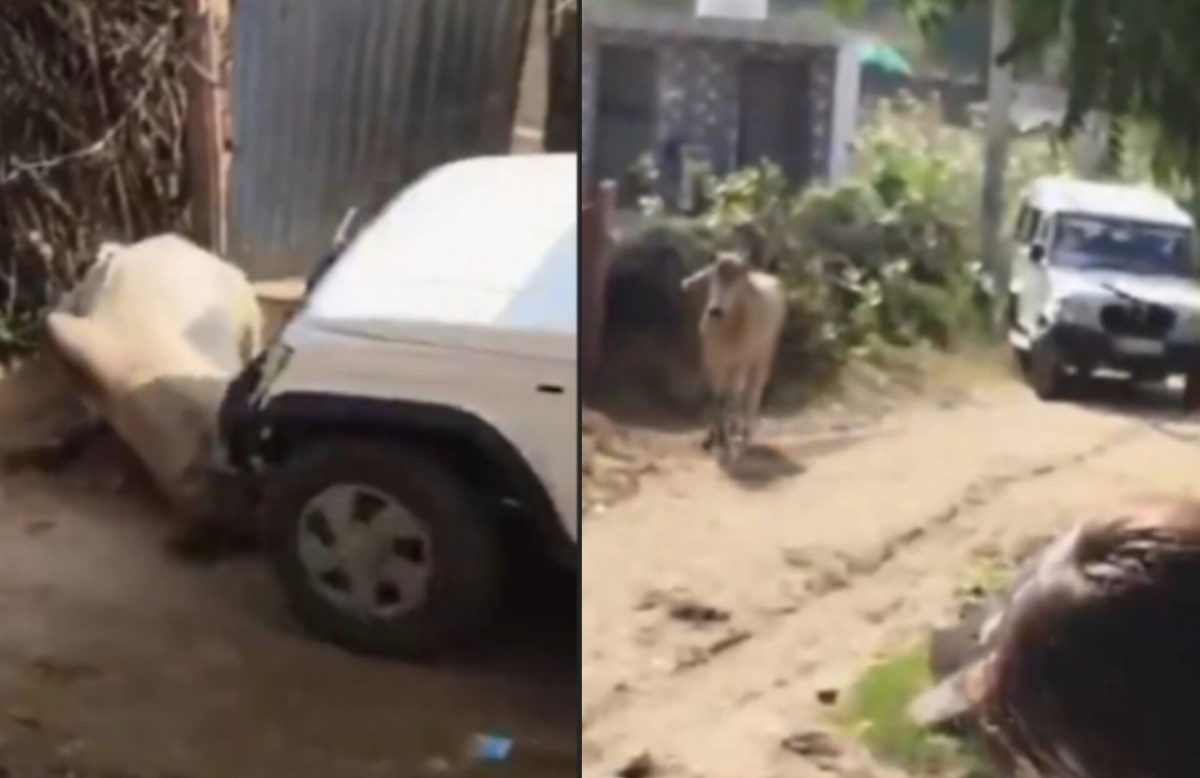 नंदी को दौड़ाया और फिर उसे गाड़ी से कुचल दिया, बोलेरो चालक ने की कू्रता की हदें पार