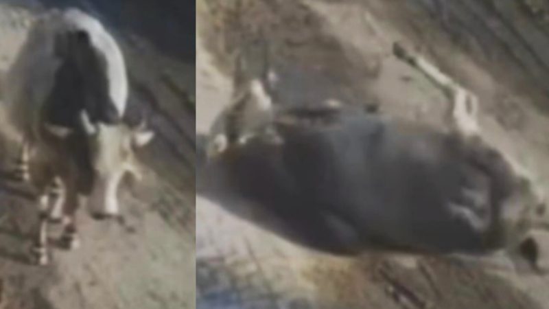 चलते-चलते सांड को आ गई मौत! हार्ट अटैक या फिर कुछ और…, देखिएं वीडियो