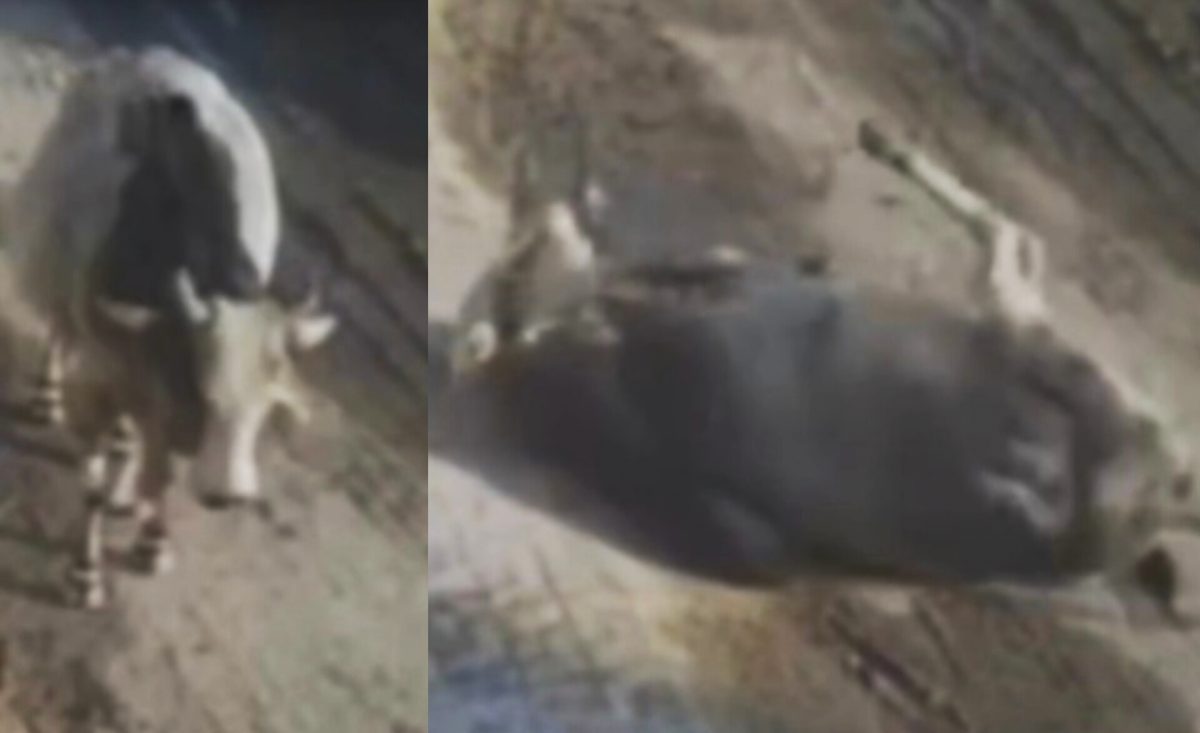 चलते-चलते सांड को आ गई मौत! हार्ट अटैक या फिर कुछ और…, देखिएं वीडियो