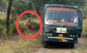 पर्यटकों