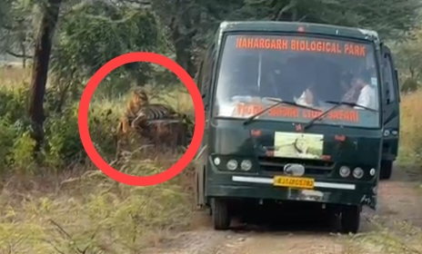 पर्यटकों की फंसी गाड़ी के समीप बैठ गया खूंखार टाइगर, हलक में फंस गई जान, जानिए फिर क्या हुआ?