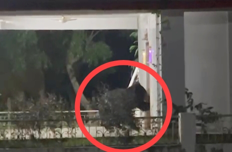 मंदिर से प्रसाद खाया और परिक्रमा लगाते हुए चला गया भालू, हैरान कर इस अनोखे भक्त का वीडियो