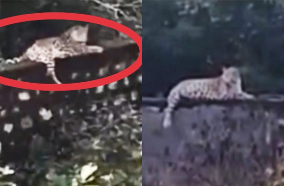 स्कूल में खेल रहे थे बच्चे, अचानक आ गया खूंखार पैंथर, जानिए फिर….