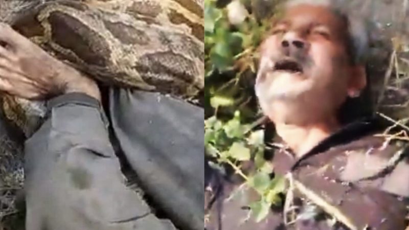 भारी भरकम अजगर ने कर्मचारी को जकड़ लिया, फिर ले गया झाड़ियों में, देखिए Video