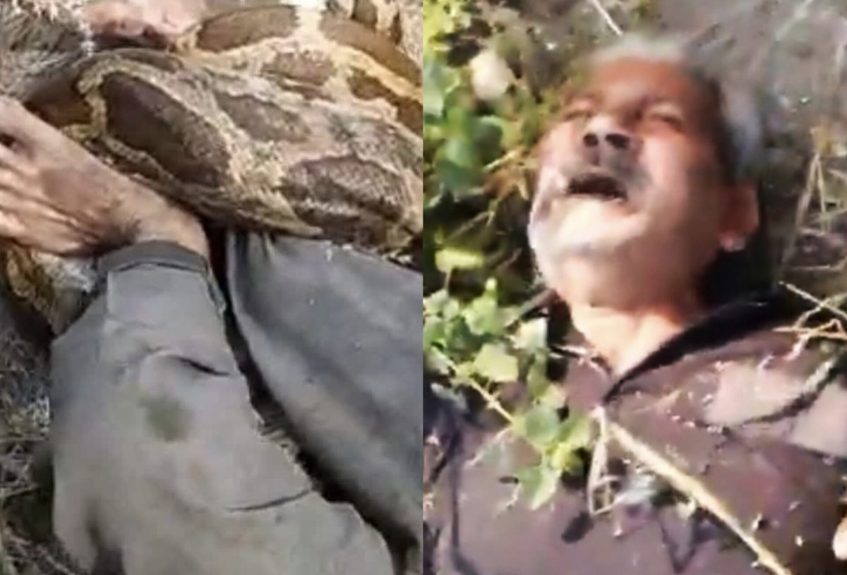 भारी भरकम अजगर ने कर्मचारी को जकड़ लिया, फिर ले गया झाड़ियों में, देखिए Video