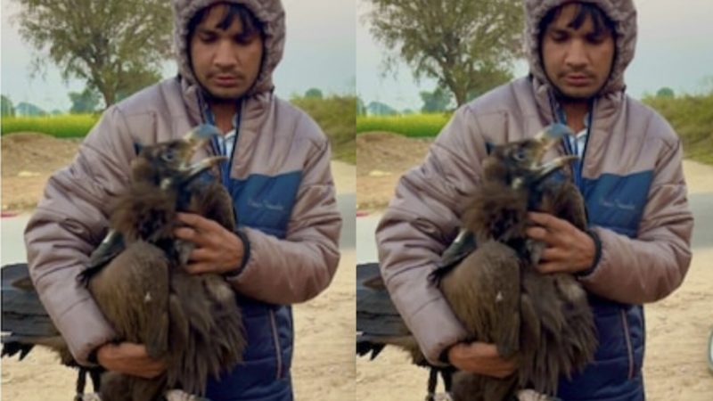 गिद्ध के विशाल पंख को देखकर लोग हुए हैरान, जानिए कहां मिला दुर्लभ प्रजाति का गिद्ध