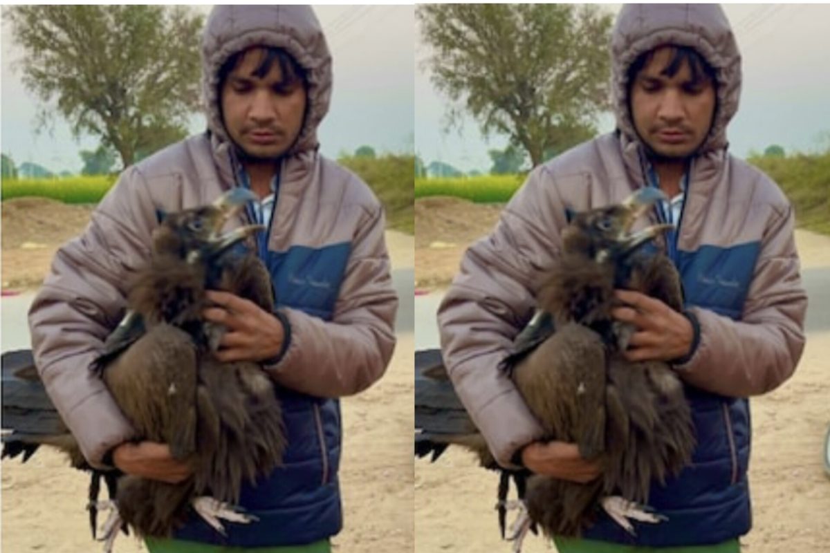 गिद्ध के विशाल पंख को देखकर लोग हुए हैरान, जानिए कहां मिला दुर्लभ प्रजाति का गिद्ध