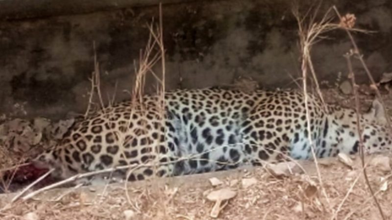 पैंथर ने किशोर पर किया हमला, फिर पैंथर के मुंह से निकले झाग, जानिए पैंथर की रहस्यमयी मौत!