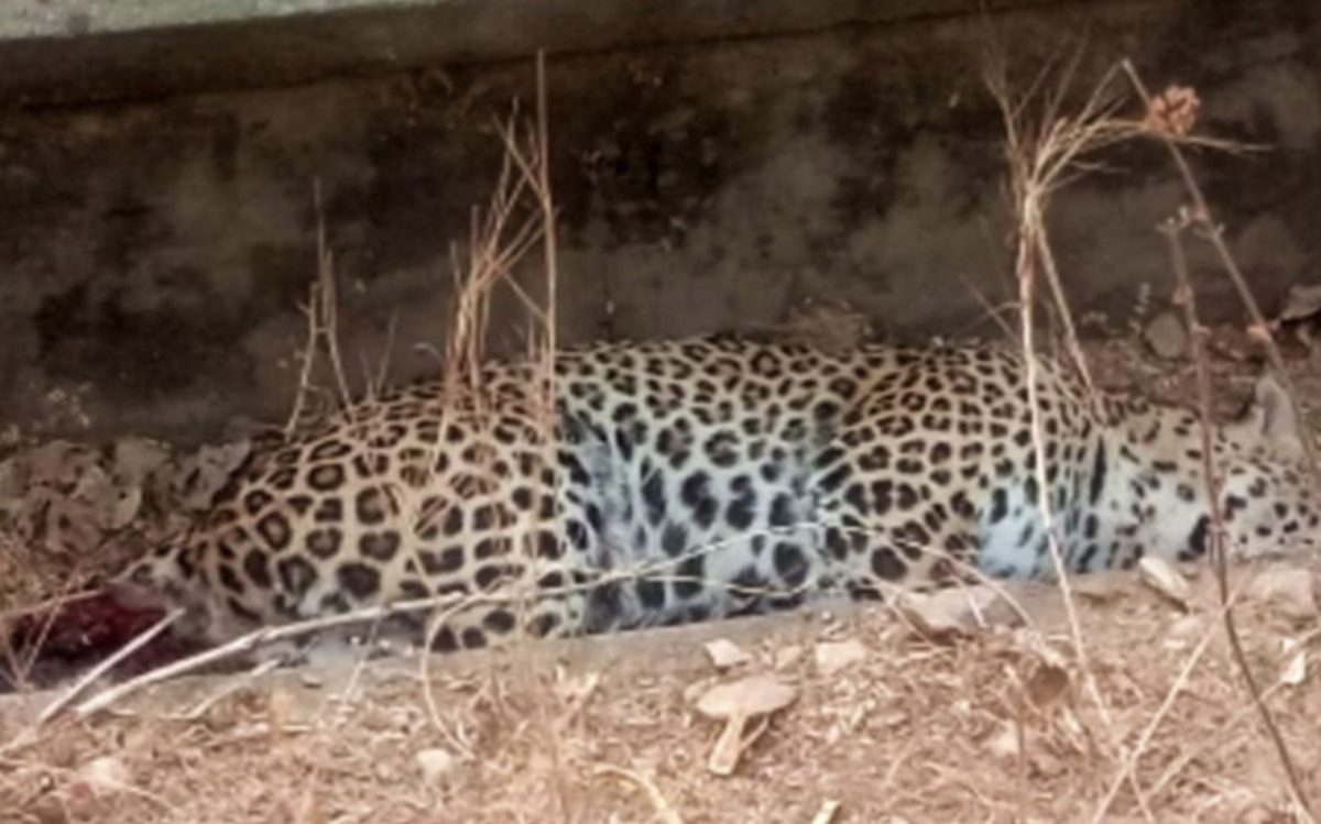 पैंथर ने किशोर पर किया हमला, फिर पैंथर के मुंह से निकले झाग, जानिए पैंथर की रहस्यमयी मौत!