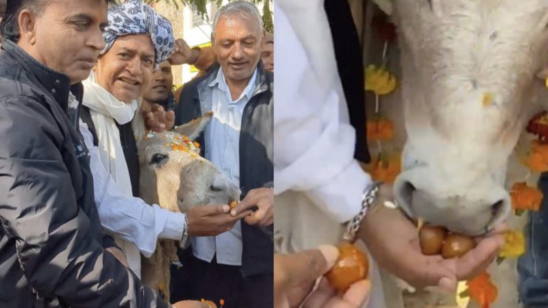 उदयपुर में गधों की हुई जमकर मौज! लोगों ने खिलाएं गुलाब जामुन, जानिए क्यों?