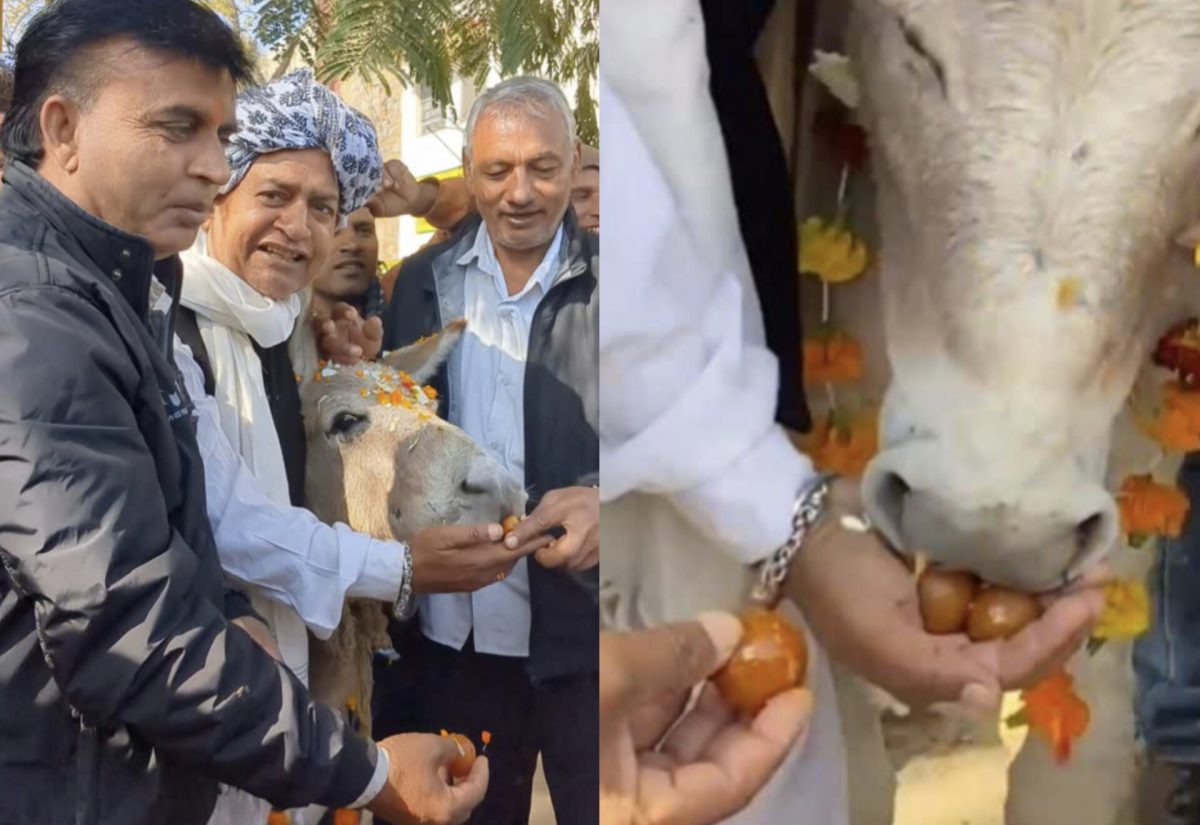 उदयपुर में गधों की हुई जमकर मौज! लोगों ने खिलाएं गुलाब जामुन, जानिए क्यों?