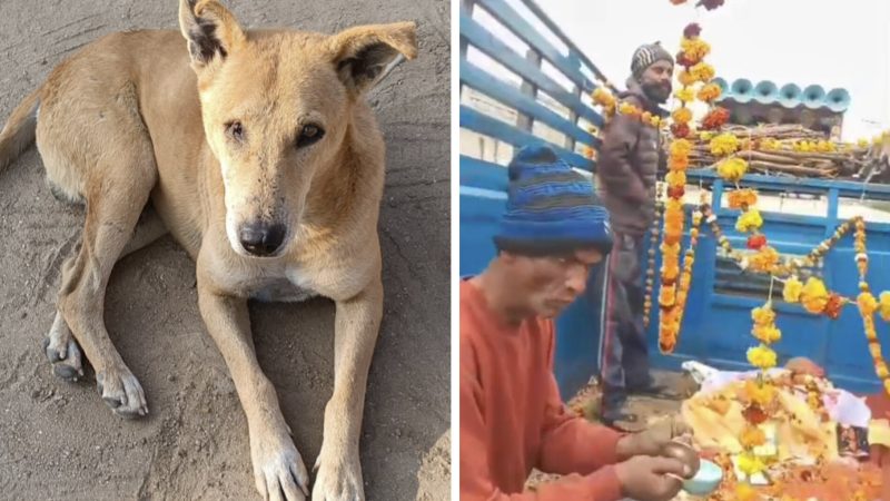 कुत्ते की अंतिम विदाई में उमड़े ग्रामीण, इस वजह से ग्रामीणों ने गाजे-बाजे के साथ दी विदाई, हैरान कर देगी खबर