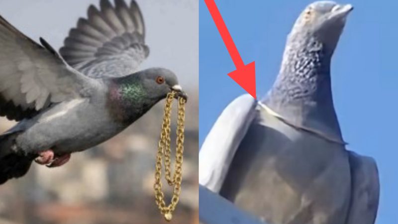 ‘लुटेरे कबूतर’ का कारनामा! झपटकर सोने की चेन पहनी गले में, फिर उड़ गया, व्यापारी की अटकी सांसे