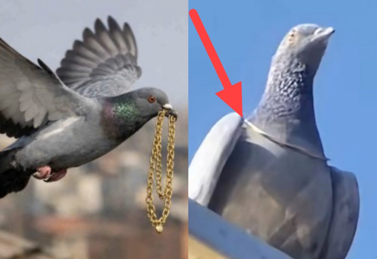 ‘लुटेरे कबूतर’ का कारनामा! झपटकर सोने की चेन पहनी गले में, फिर उड़ गया, व्यापारी की अटकी सांसे