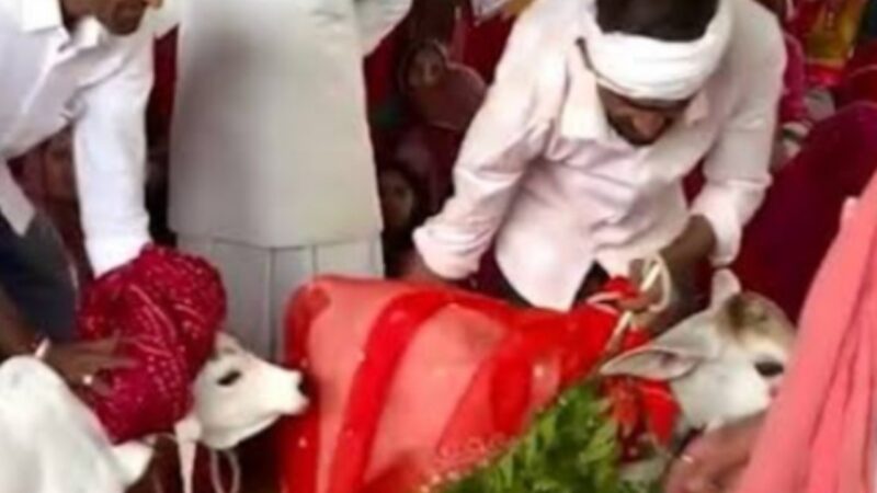 नंदी गौ विवाह की अनूठी परम्परा! जहां बछड़ा-बछड़ी भी सजते है दूल्हा-दुहन की तरह