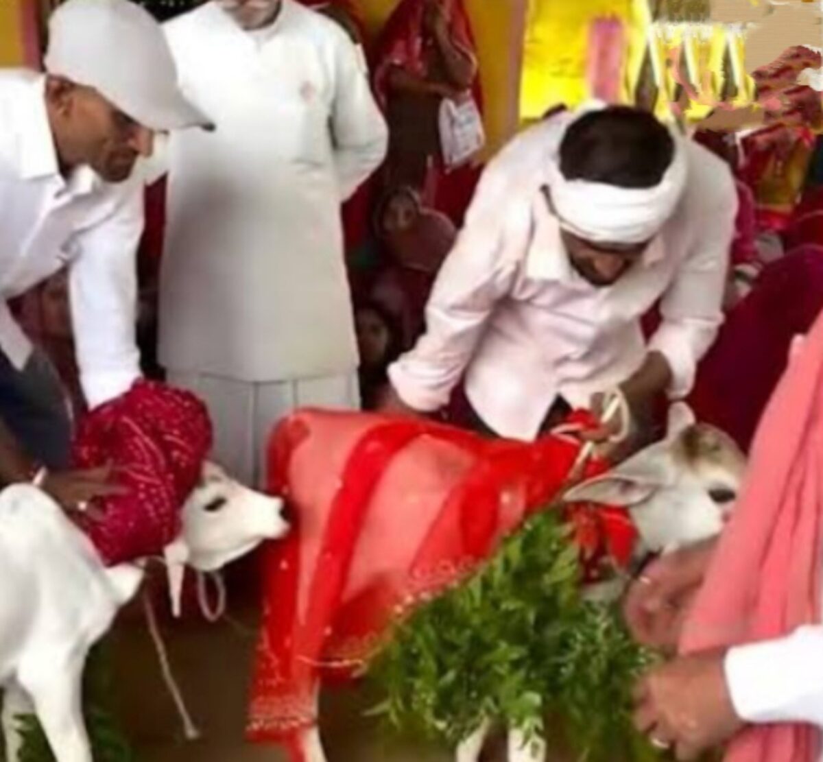 नंदी गौ विवाह की अनूठी परम्परा! जहां बछड़ा-बछड़ी भी सजते है दूल्हा-दुहन की तरह